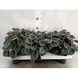 Peperomia