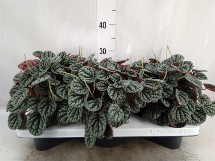 Peperomia