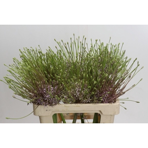 Allium Schubertii