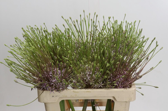<h4>Allium Schubertii</h4>