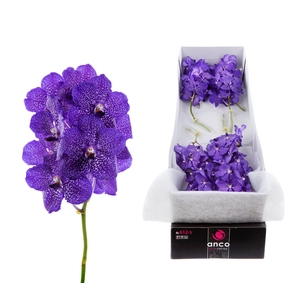 Vanda Blueberry Smoothie X10