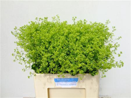 <h4>ALCHEM M ROBUSTICA</h4>