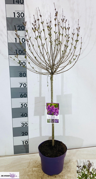 <h4>SYRI PAT MISS KIM</h4>