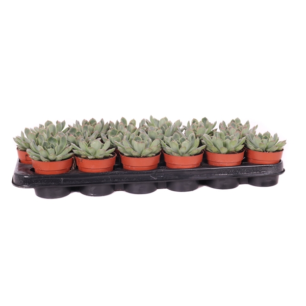 <h4>Echeveria pulidonis 8,5 cm</h4>