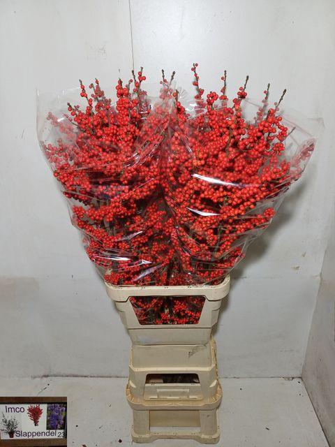 <h4>Ilex verticillata</h4>