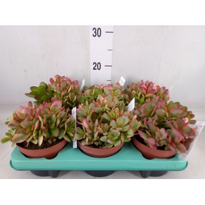 Crassula   ...