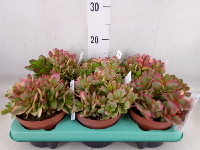 <h4>Crassula   ...</h4>