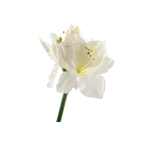 Amaryllis White