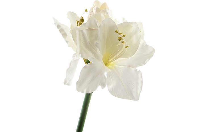 <h4>Amaryllis White</h4>