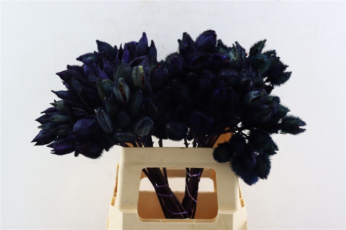 <h4>Bixa Painted Purple</h4>