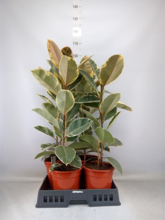 <h4>Ficus elastica 'Tineke'</h4>