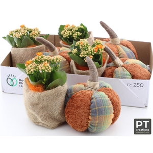 ARR KALANCHOE