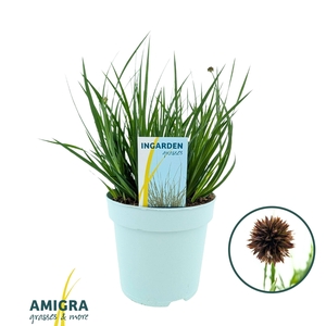Juncus Ensifolia