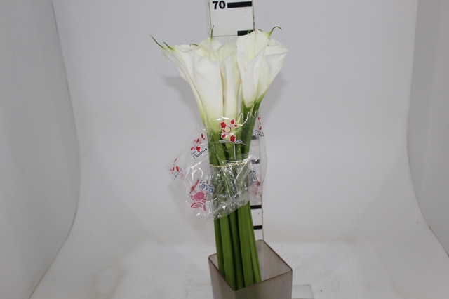 <h4>COPO DE LEITE BRANCO 060 CM</h4>