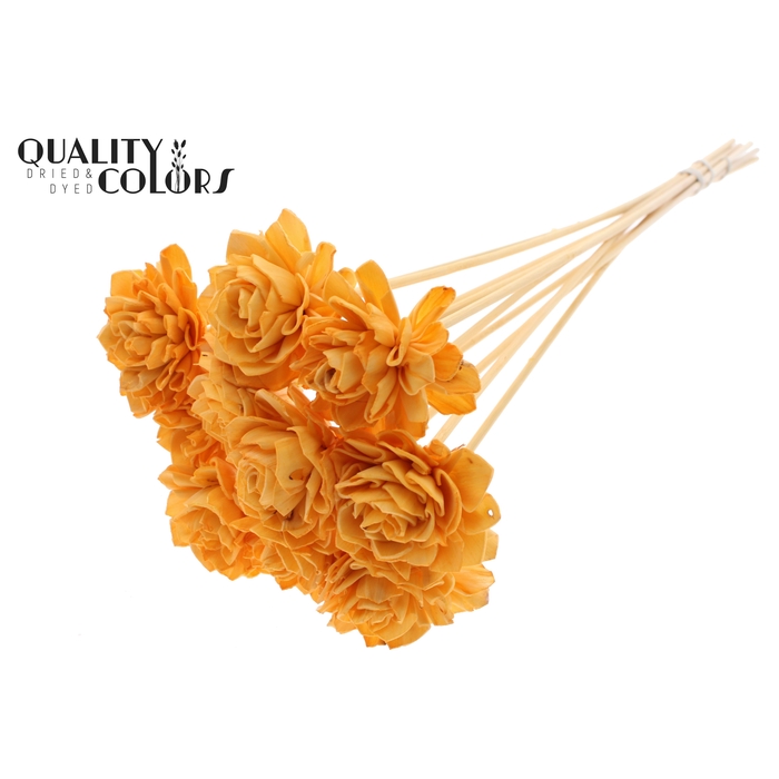 <h4>Shola Dahlia 6cm on stem Apricot</h4>