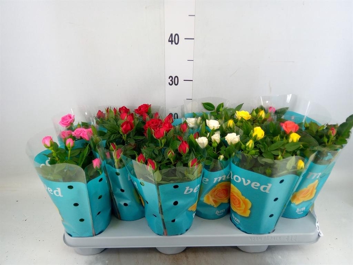 <h4>Rosa  'Beau Monde'   ...mix</h4>