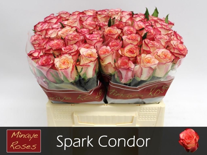 <h4>R GR SPARK CONDOR</h4>