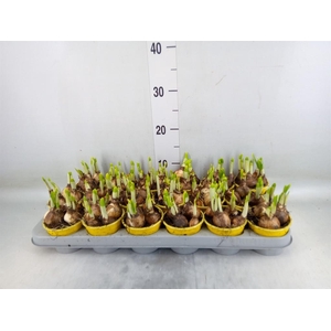 Narcissus  'Tete a tete'