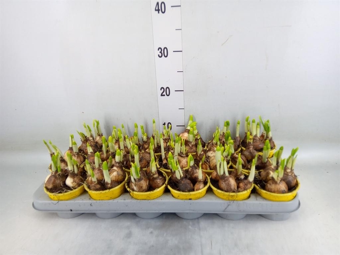 <h4>Narcissus  'Tete a tete'</h4>