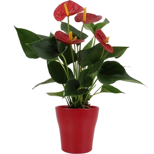 Anthurium Success Red in Alicante ceramics