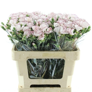 Di Tr Solandis Ladyfly