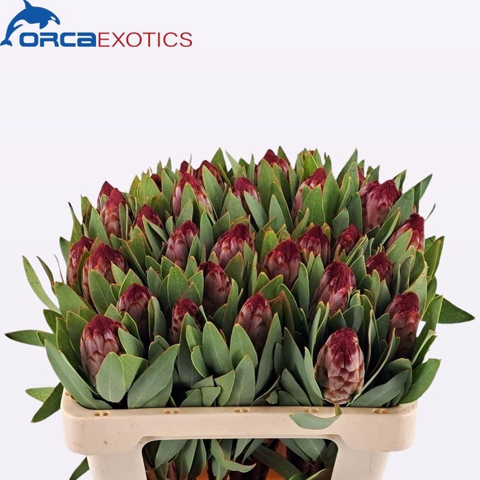 <h4>PROTEA ROBIJN</h4>