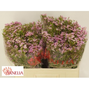 Chamelaucium Kerryn