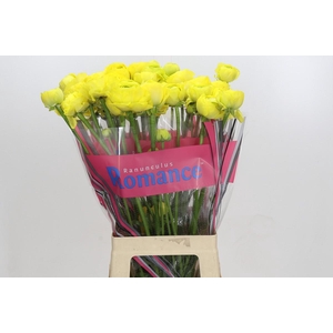 Ranunculus Romance Kitila