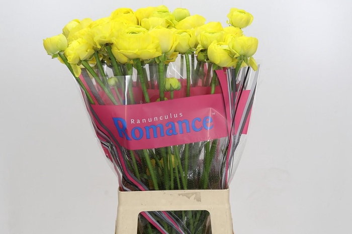 <h4>Ranunculus Romance Kitila</h4>