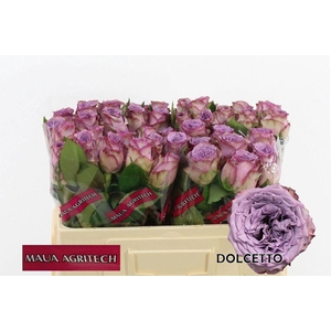 Rosa large dolcetto
