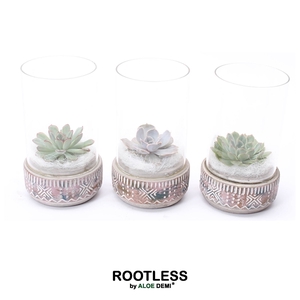 ROOTLESS Echeveria mix, Deer pot and glass white