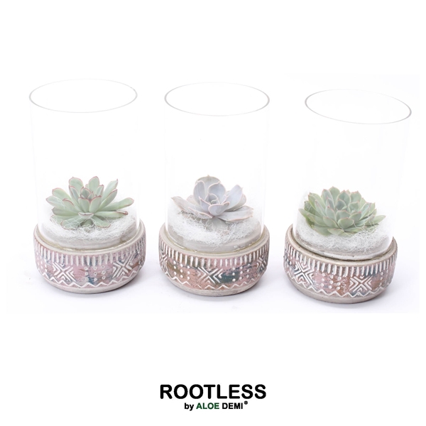 <h4>ROOTLESS Echeveria mix, Deer pot and glass white</h4>