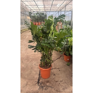 MONSTERA DELICIOSA