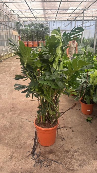 MONSTERA DELICIOSA