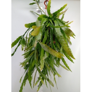 Rhipsalis   ...