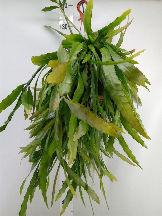 <h4>Rhipsalis   ...</h4>