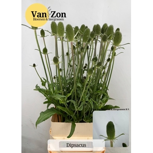 Dipsacus