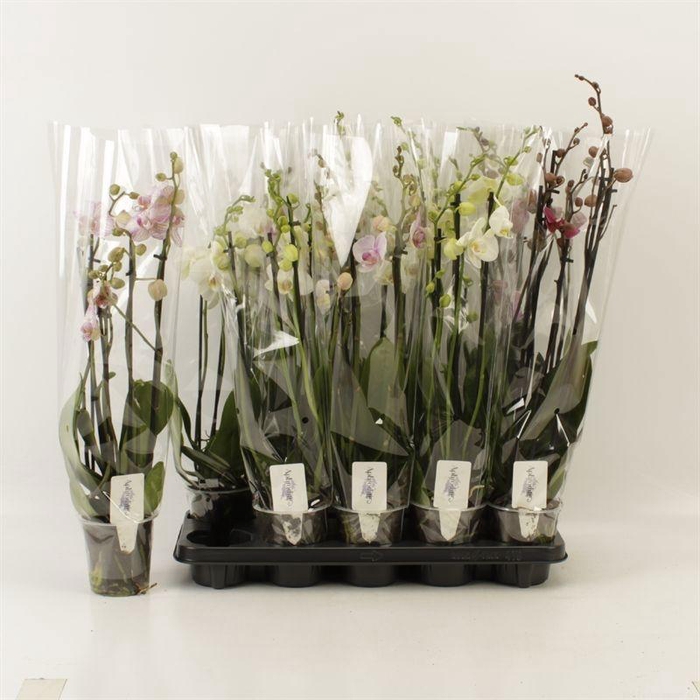 <h4>PHAL GEM</h4>