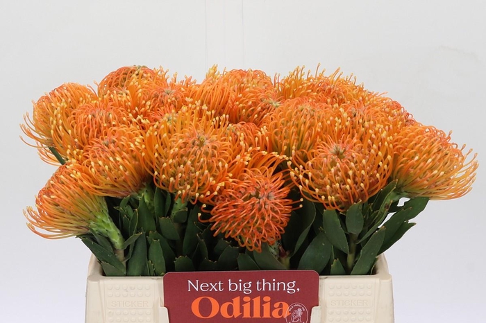 <h4>Nutans Ayoba Peach</h4>