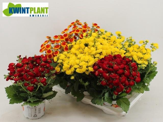 <h4>CALC CAL GEM</h4>