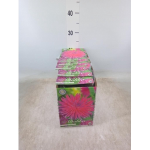 Dahlia   ...flowerbulbs