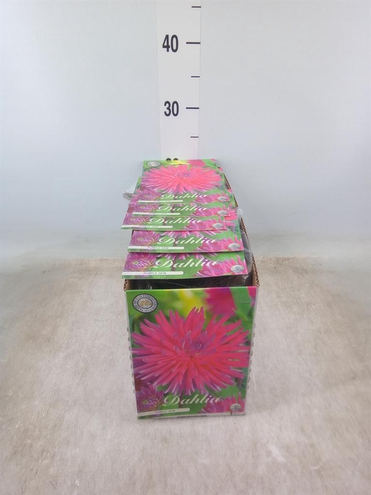 <h4>Dahlia   ...flowerbulbs</h4>