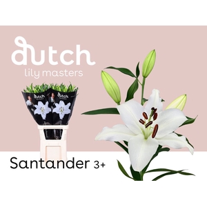 Li Or Santander 3+ Lily Master