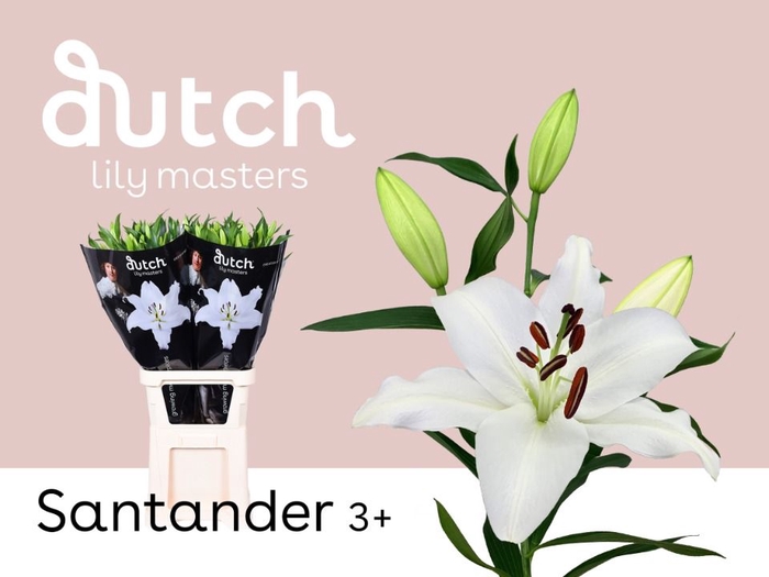 <h4>Li Or Santander 3+ Lily Master</h4>