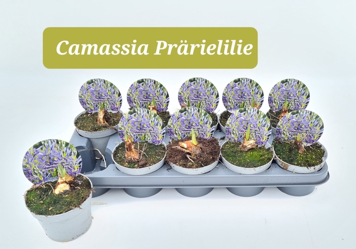 <h4>CAMASSIA LE CAERULEA</h4>