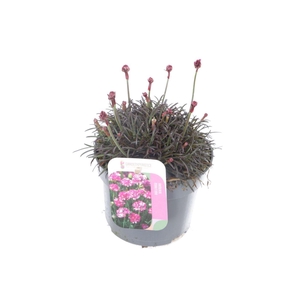 Armeria maritima Vesuvius