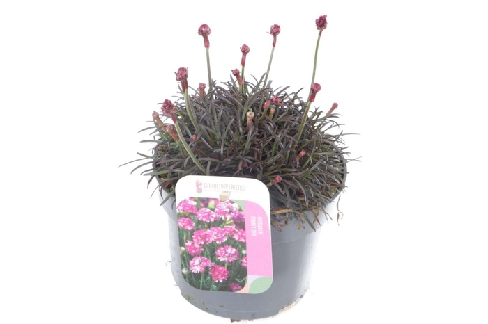 <h4>Armeria maritima Vesuvius</h4>