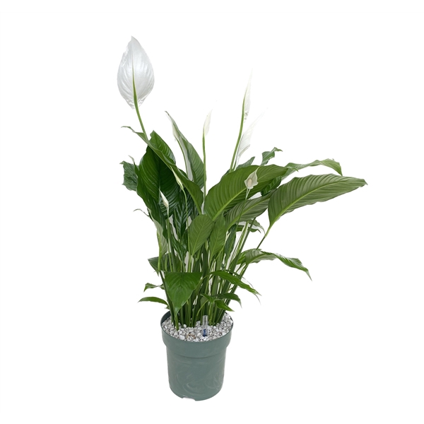 <h4>Spathiphyllum Sweet Sebastiano</h4>