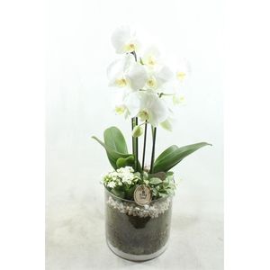 arr2 PT 9218 CILINDER WIT PHAL