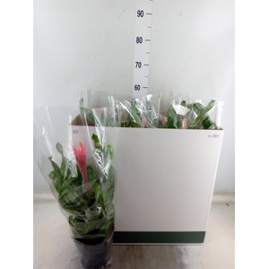 Aechmea fasciata 'Primera'